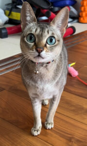 ペットシッター　吹田市　シンガプーラ　レオちゃん