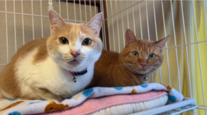 ペットホテル　猫のマロンくんとコロンちゃん