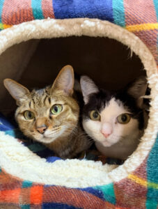 ペットシッター　箕面市　猫のみおちゃんとまおちゃん