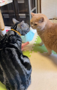 ペットホテル　アメリカンショートヘアのあめきちくんとブリティッシュショートヘアのはくろうくん
