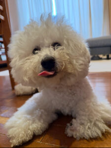 ペットシッター　箕面市　ビションフリーゼのロイくん