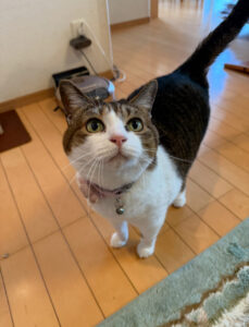 ペットシッター　箕面市　猫のHANNAちゃん　エバちゃん　うーちゃん　まるちゃん　ショパンちゃん　ロディちゃん