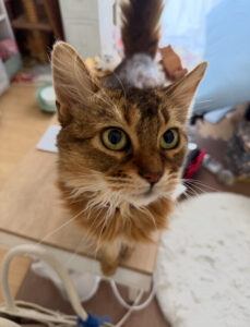 ペットシッター　茨木市　ソマリのリリちゃん