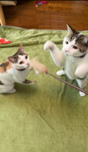 ペットシッター　箕面市　猫のコメちゃんとムギくん