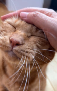 ペットシッター　池田市　茶トラのくりくん