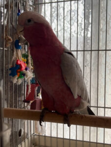 ペットシッター　箕面市　モモイロインコのももくんとうずらのゆずぅくん