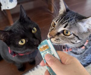 ペットシッター　吹田市　キジトラのえんくんと黒猫のつきちゃん