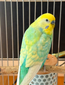 ペットシッター　箕面市　セキセイインコのまめくん　コガネメキシコインコのかぼちゃん