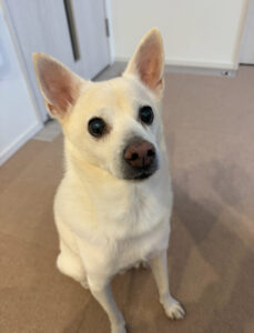 ペットシッター　箕面市　犬の劉備くん