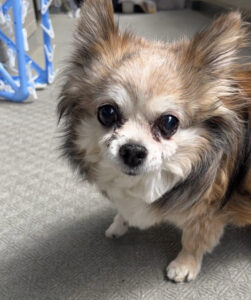 ペットシッター　箕面市　チワワのメリーちゃん　猫のケリーちゃん　文鳥のライちゃん