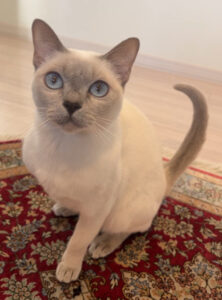 ペットシッター　箕面市　トンキニーズ　とあちゃん