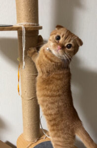 ペットシッター　箕面市　マンチカンのシンバくん