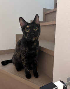 ペットシッター　茨木市　猫のジージョちゃん