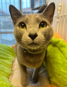 ペットホテル　ロシアンブルーのルルくん