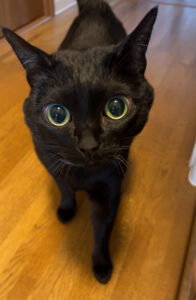 ペットシッター　吹田市　猫の小町ちゃんとわらびちゃん