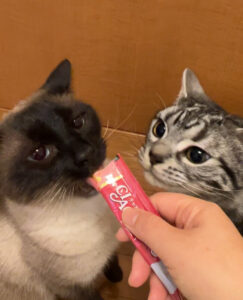 ペットシッター　箕面市　シャム猫のチャーリーくんとアメリカンショートヘアのオースティンくん