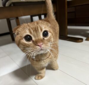 ペットシッター　箕面市　マンチカン　シンバくん