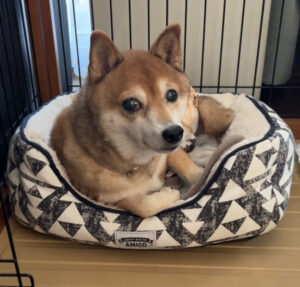 ペットシッター　箕面市　柴犬　さくらちゃん