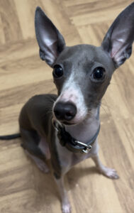 ペットシッター　箕面市　イタリアングレイハウンド　ジョジョちゃん