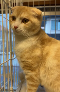 ペットホテル　スコティッシュフォールドのミルクちゃんとマンチカンのハルちゃん