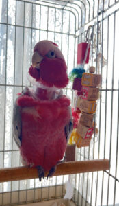 ペットシッター　箕面市　モモイロインコのももくん　並うずらのゆずぅくん