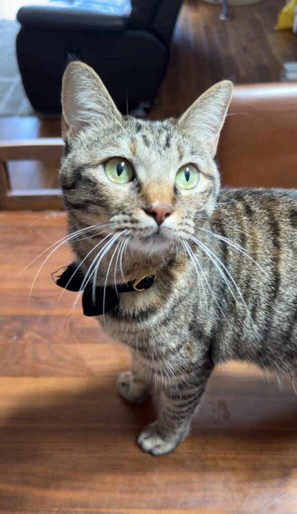 ペットシッター　箕面市　キジ猫　みやこちゃん