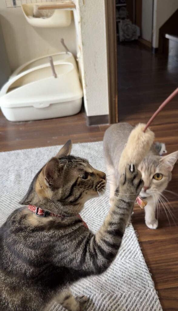 ペットシッター　箕面市　猫のことらくん、こももちゃん、こなつくん、こはるちゃん