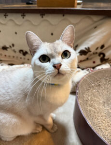 ペットシッター　箕面市　バーミラ　ぽかくん