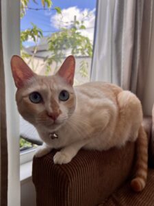 ペットシッター　箕面市　猫のゆきちくん