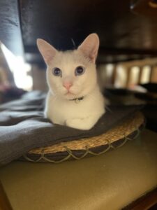 ペットシッター　茨木市　白猫　ココちゃんとペペくん