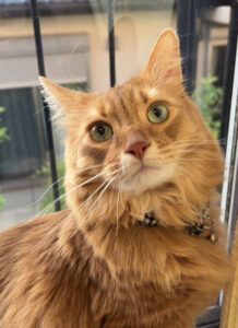 ペットホテル　猫　ソマリ　ボニートくん