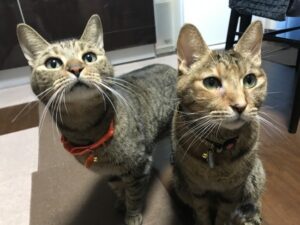 ペットシッター　豊中市　猫ちゃん　ショコラちゃんとマーブルちゃん