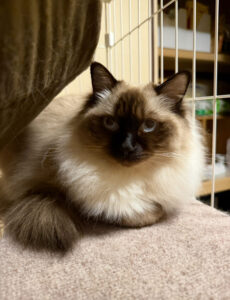 ペットシッター　茨木市　ラグドールのひなちゃん