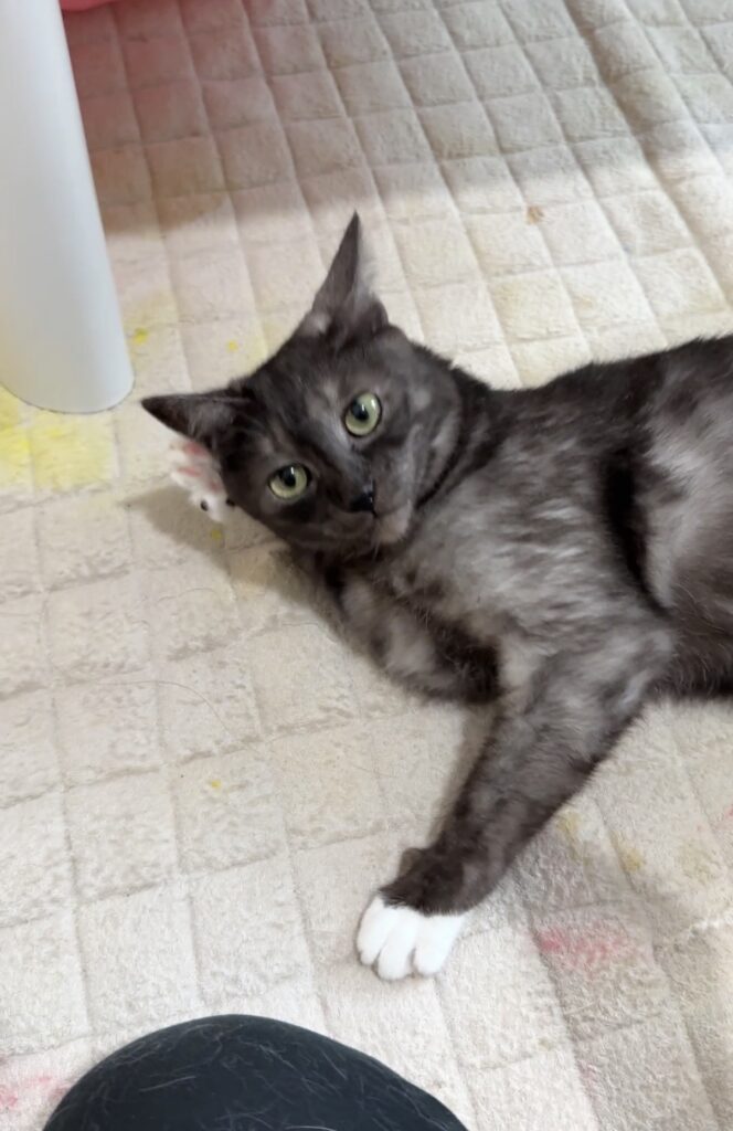 ペットシッター　箕面市　猫のみっとんくん