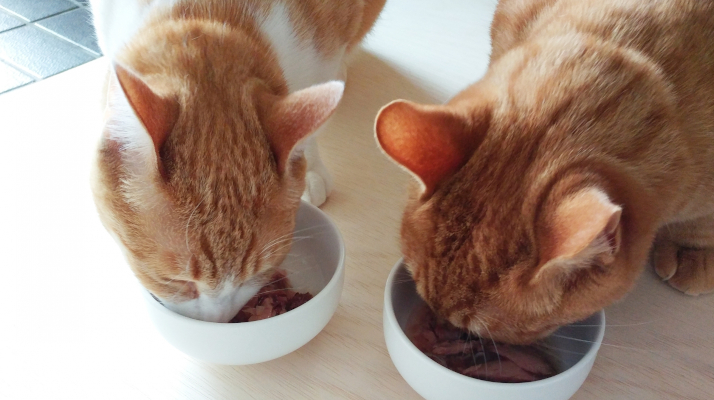 いつものごはん