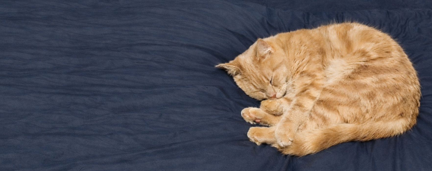 ペットシッターねこまもり