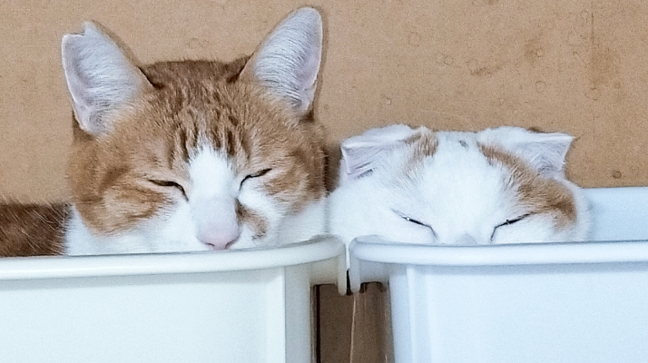 ペットシッターねこまもりについて