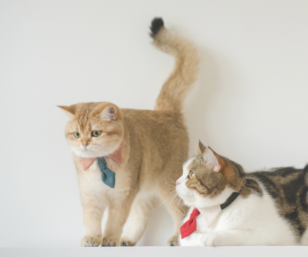 豊富なオプションサービス