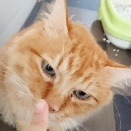 ペットたちが安心して過ごす様子