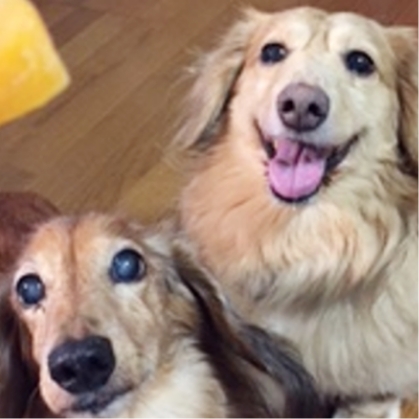 ペットたちが安心して過ごす様子