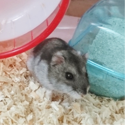 ペットたちが安心して過ごす様子