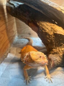 【2025年】【お世話】　稲毛区　フトアゴヒゲトカゲのきいちゃん　