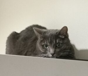 心を通わせる時間｜横浜市金沢区で出会った、怖がりの猫ちゃんたちとの愛おしい再会