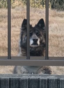 葉山の海辺で出会った、気品あふれる「元野犬」の男の子との奮闘記（前編）