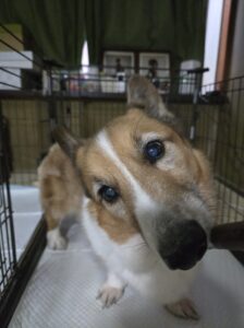 綾町プリンくんのお世話レポート🐶