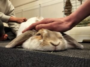 ホーランドロップイヤーのむぎ君　久喜市で初回訪問