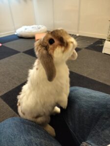 ホーランドロップイヤーのむぎ君　久喜市で初回訪問