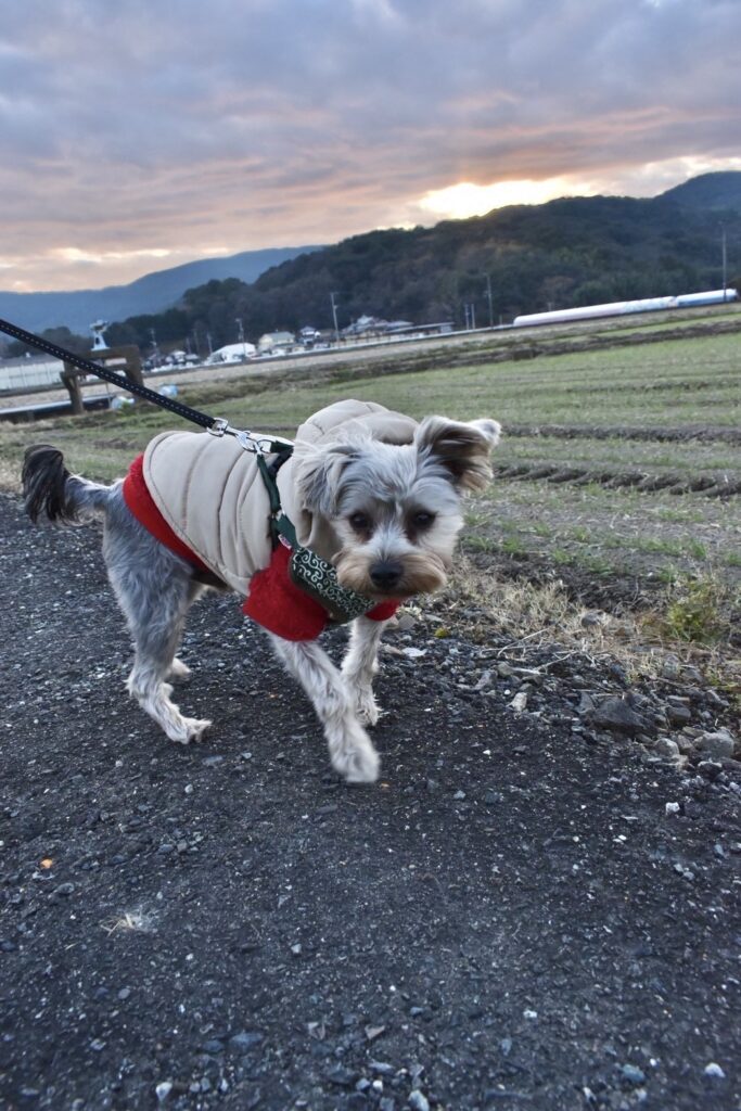 【犬のお散歩】チビくんお世話の様子🐶