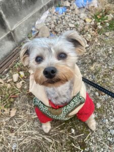 【犬のお散歩】チビくんお世話の様子🐶