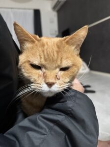 【猫のペットシッター八王子】17歳ネジくんのお世話